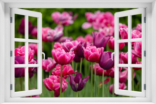 Fototapeta Naklejka Na Ścianę Okno 3D - Pink tulips in the garden on a blurred background of green plants