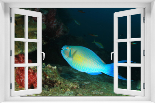 Fototapeta Naklejka Na Ścianę Okno 3D - Underwater coral reef with tropical fish