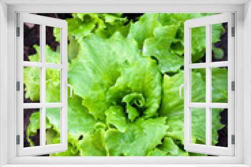 Fototapeta Naklejka Na Ścianę Okno 3D - Fresh salad in garden