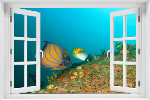 Fototapeta Naklejka Na Ścianę Okno 3D - Tropical fish: Blue-ringed Angelfish