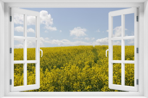 Fototapeta Naklejka Na Ścianę Okno 3D - yellow field