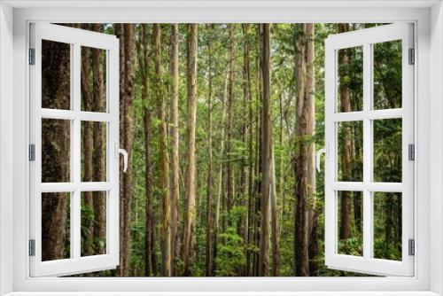 Fototapeta Naklejka Na Ścianę Okno 3D - floresta