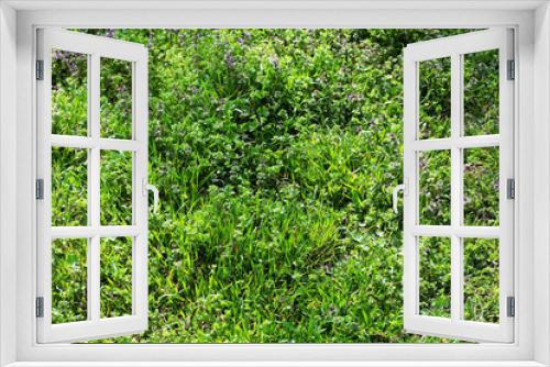 Fototapeta Naklejka Na Ścianę Okno 3D - Beautiful green meadow with flowers in spring