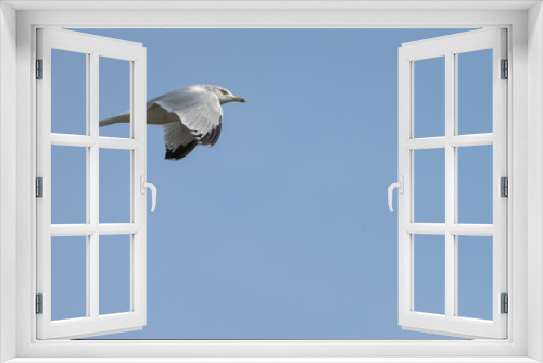 Fototapeta Naklejka Na Ścianę Okno 3D - Closeup of a ring-billed gull in flight.