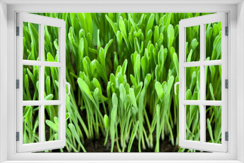 Fototapeta Naklejka Na Ścianę Okno 3D - Fresh green grass. Nature background.