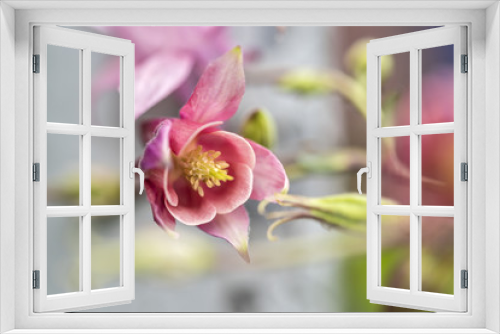 Fototapeta Naklejka Na Ścianę Okno 3D - Akelei