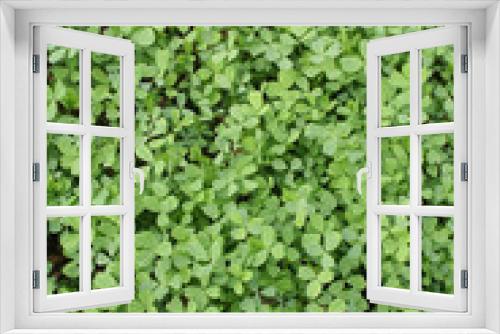 Fototapeta Naklejka Na Ścianę Okno 3D - piante di erba medica
