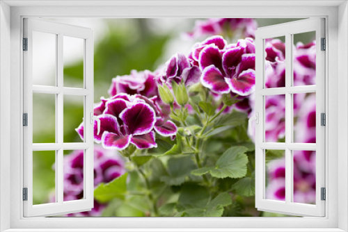 Fototapeta Naklejka Na Ścianę Okno 3D - Flowers.