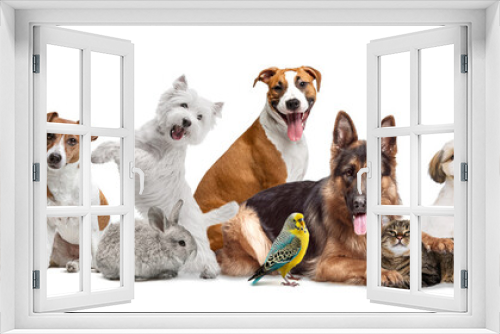 Fototapeta Naklejka Na Ścianę Okno 3D - Collage. Pet animals ranging from fish in bowl to cheeky hamster, including ferrets, tortoises, rabbits, birds, cats, and a variety of dogs. Concept of animal, pet care, veterinary. Copy space for ad
