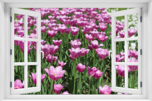 Fototapeta Naklejka Na Ścianę Okno 3D - Field of pink tulips