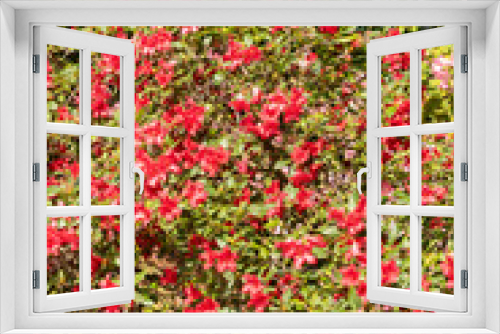 Fototapeta Naklejka Na Ścianę Okno 3D - Rhododendron Forrestii plant in Zurich in Switzerland
