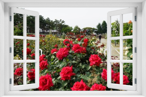 Fototapeta Naklejka Na Ścianę Okno 3D - Rose festival at Shikishima park Gumma-Japan