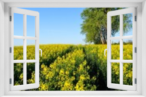 Fototapeta Naklejka Na Ścianę Okno 3D - Grove in a rapeseed field