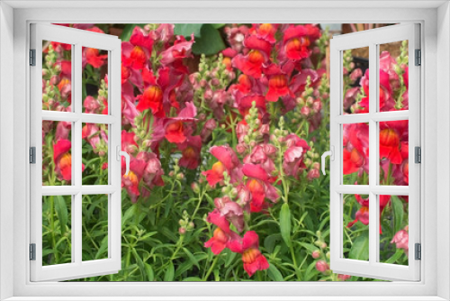 Fototapeta Naklejka Na Ścianę Okno 3D - Red and pink snapdragon flowers