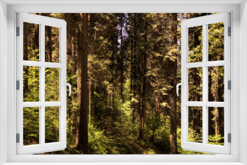 Fototapeta Naklejka Na Ścianę Okno 3D - Light in a Forest