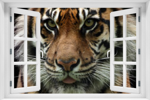 Fototapeta Naklejka Na Ścianę Okno 3D - Closeup Of A Sumatran Tiger