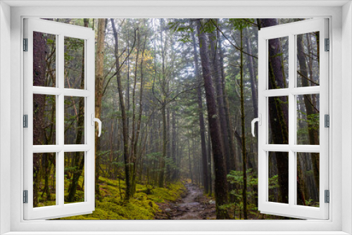 Fototapeta Naklejka Na Ścianę Okno 3D - The Forney Ridge Trail Leading Through The Forest to Andrews Bald, Great Smoky Mountains National Park, Tennessee, USA