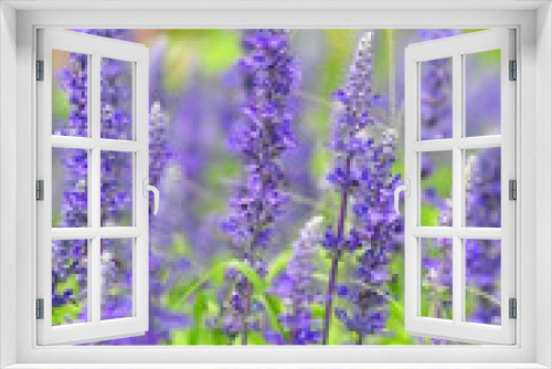 Fototapeta Naklejka Na Ścianę Okno 3D - blue salvia flowers in the field in sunny day