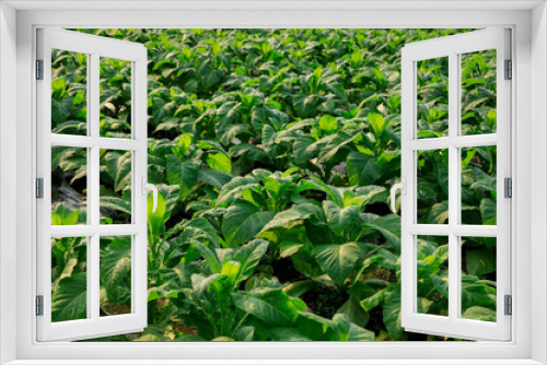 Fototapeta Naklejka Na Ścianę Okno 3D - Tobacco leaf plant grow at field