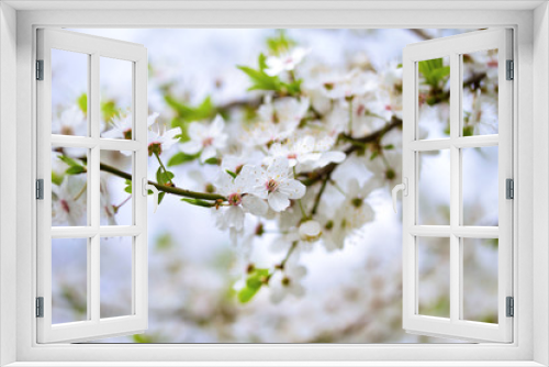 Fototapeta Naklejka Na Ścianę Okno 3D - Flowers of the cherry blossoms on a spring day