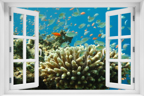 Fototapeta Naklejka Na Ścianę Okno 3D - Korallenstock