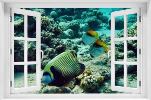 Fototapeta Naklejka Na Ścianę Okno 3D - Imperator Kaiserfisch und Falterfische