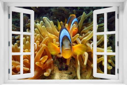 Fototapeta Naklejka Na Ścianę Okno 3D - Clownfische