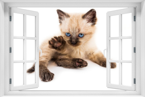 Fototapeta Naklejka Na Ścianę Okno 3D - young cat