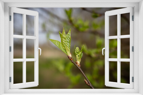 Fototapeta Naklejka Na Ścianę Okno 3D - green spring leaf in sunshine