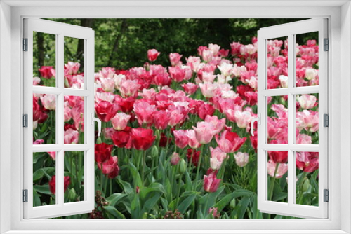 Fototapeta Naklejka Na Ścianę Okno 3D - Bunte Tulpenblüten