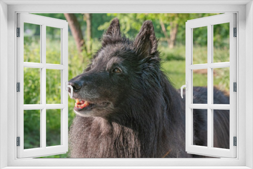 Fototapeta Naklejka Na Ścianę Okno 3D - Portrait of a dog.