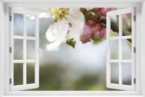 Fototapeta Naklejka Na Ścianę Okno 3D - White apple blossom flowers on a tree near Potzbach, Germany on a spring day.