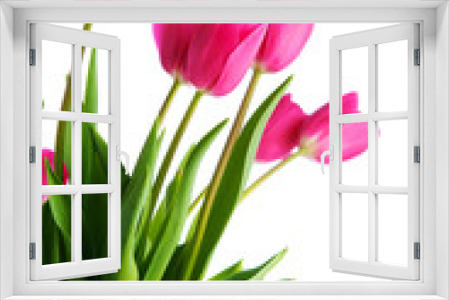 Fototapeta Naklejka Na Ścianę Okno 3D - Tulip flower isolated on white