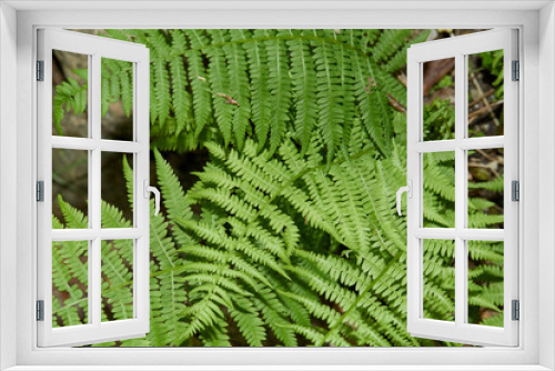 Fototapeta Naklejka Na Ścianę Okno 3D - Rich green fern leaves. Summer foliage. 