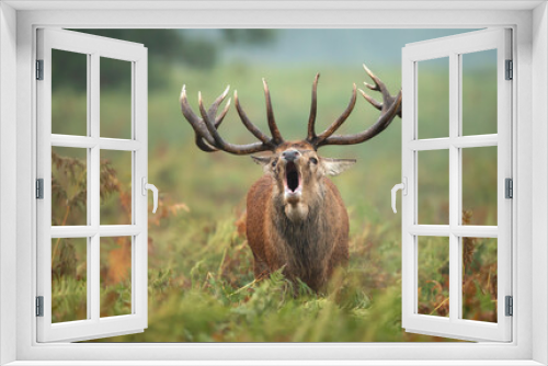 Fototapeta Naklejka Na Ścianę Okno 3D - Portrait of a red deer stag calling during the rut in autumn