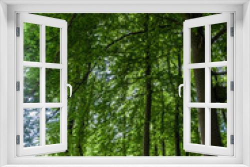Fototapeta Naklejka Na Ścianę Okno 3D - Wald Heiligendamm