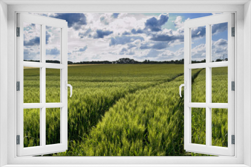 Fototapeta Naklejka Na Ścianę Okno 3D - Wheat green field and sky