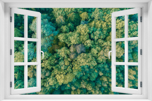 Fototapeta Naklejka Na Ścianę Okno 3D - Summer green forest top view as texture background
