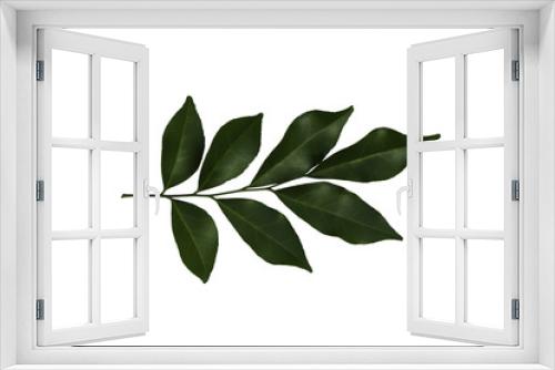 Fototapeta Naklejka Na Ścianę Okno 3D - Murraya Paniculata Jack leaf