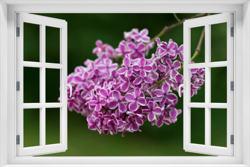 Fototapeta Naklejka Na Ścianę Okno 3D - Purple lilac flowers