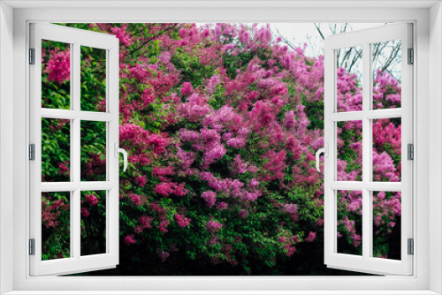 Fototapeta Naklejka Na Ścianę Okno 3D - Pink lilac flower close-up in botanical garden