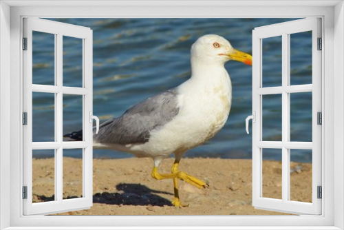 Fototapeta Naklejka Na Ścianę Okno 3D - Seagull Walking on Beach