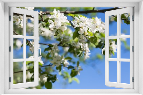 Fototapeta Naklejka Na Ścianę Okno 3D - Pear blossom tree