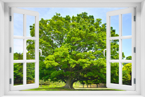 Fototapeta Naklejka Na Ścianę Okno 3D - 草原の中の大木