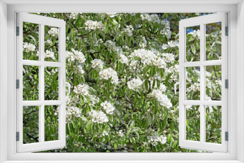 Fototapeta Naklejka Na Ścianę Okno 3D - Cherry tree with white flowers in spring, full frame.