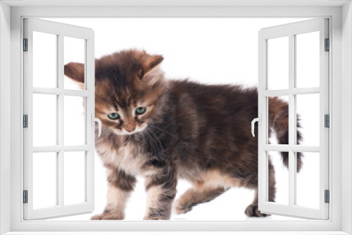 Fototapeta Naklejka Na Ścianę Okno 3D - Fluffy kitten