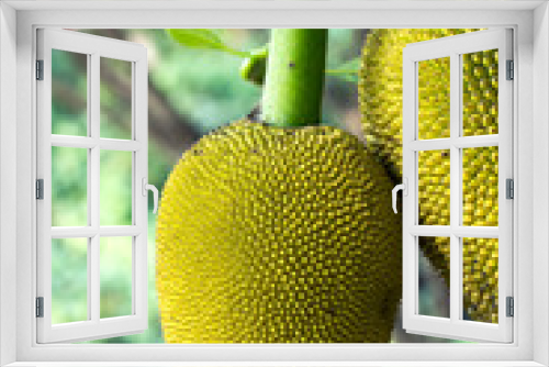 Fototapeta Naklejka Na Ścianę Okno 3D - Jack fruit hang on stem in Garden