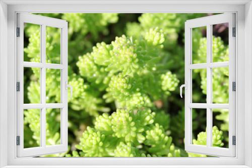 Fototapeta Naklejka Na Ścianę Okno 3D - Plants on the alpine hill