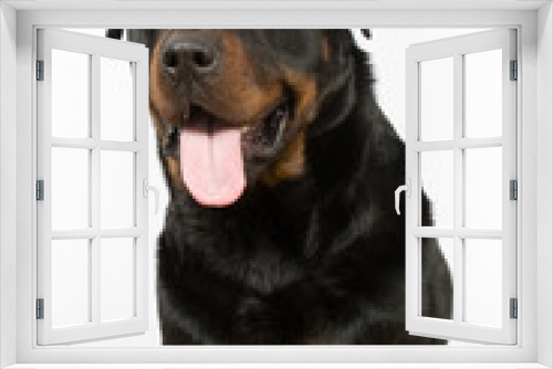 Fototapeta Naklejka Na Ścianę Okno 3D - Dog rottweiler
