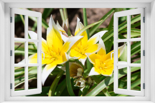 Fototapeta Naklejka Na Ścianę Okno 3D - decorative flower. tulip